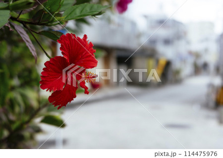 ハイビスカス 114475976