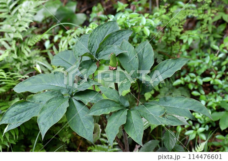 マムシグサの若い実 114476601