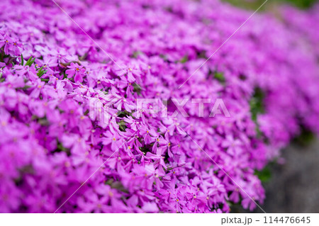 一面に咲いた芝桜の花 一面に咲いた芝桜の花 114476645