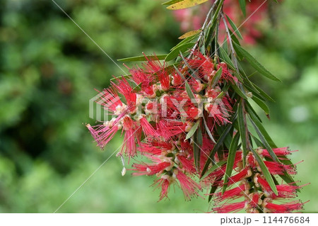 ブラシノキの花 ブラシノキの花 114476684