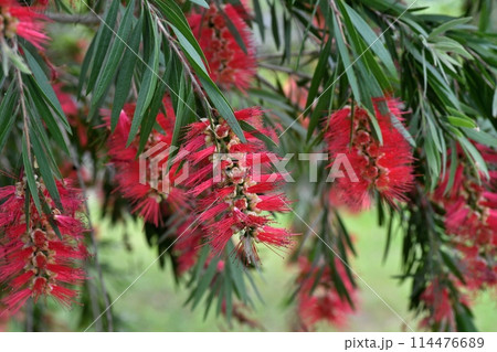 ブラシノキの花 ブラシノキの花 114476689