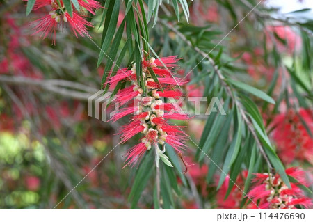 ブラシノキの花 ブラシノキの花 114476690