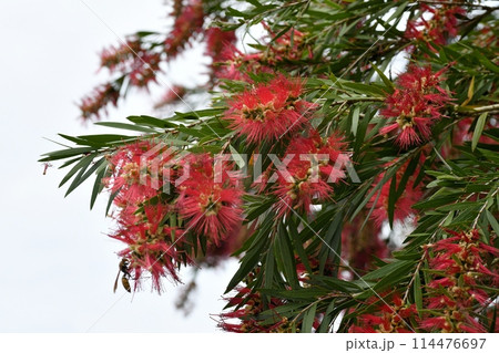 ブラシノキの花 ブラシノキの花 114476697