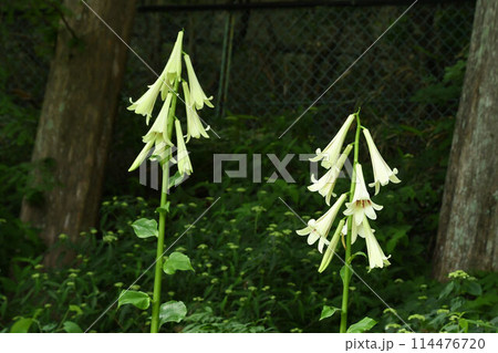 ヒマラヤ地方原産の大型のウバユリという感じの下を向いて咲く花が可愛いヒマラヤウバユリ 114476720