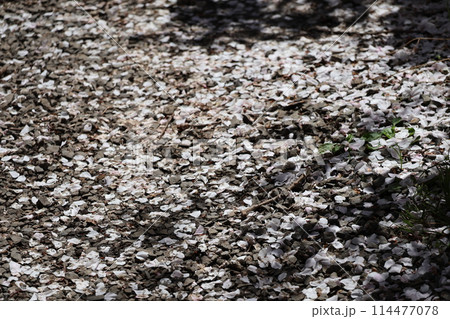 桜の花びらの落ちた小石の多い地面の風景 桜の花びらの落ちた小石の多い地面の風景 114477078