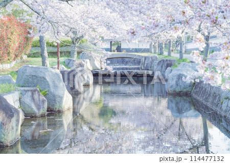 茨城　松岡城址の桜（高萩市） 114477132