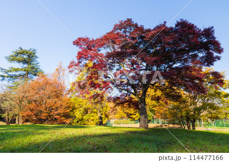 埼玉所沢の秋 紅葉の狭山湖(山口貯水池)・狭山自然公園 埼玉所沢の秋 紅葉の狭山湖(山口貯水池)・狭山自然公園 114477166