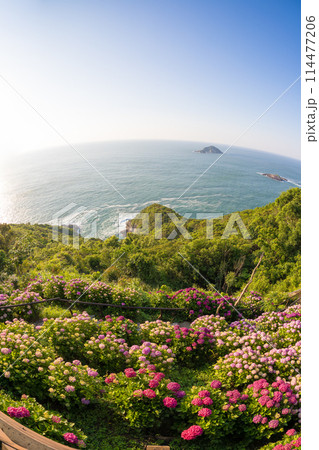 桃源郷岬のアジサイ(宮崎県門川町) 桃源郷岬のアジサイ(宮崎県門川町) 114477206