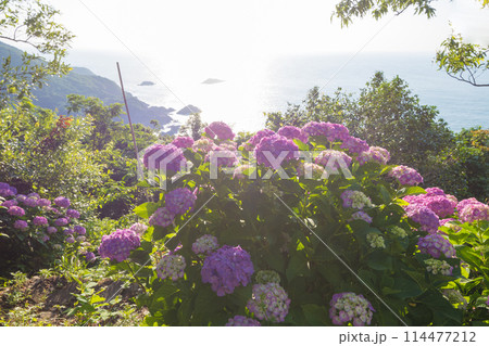 桃源郷岬のアジサイ(宮崎県門川町) 桃源郷岬のアジサイ(宮崎県門川町) 114477212