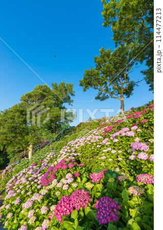 桃源郷岬のアジサイ(宮崎県門川町) 桃源郷岬のアジサイ(宮崎県門川町) 114477213