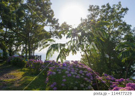 桃源郷岬のアジサイ(宮崎県門川町) 桃源郷岬のアジサイ(宮崎県門川町) 114477229