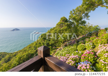 桃源郷岬のアジサイ(宮崎県門川町) 桃源郷岬のアジサイ(宮崎県門川町) 114477235