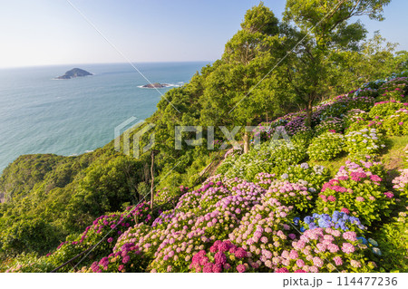 桃源郷岬のアジサイ(宮崎県門川町) 桃源郷岬のアジサイ(宮崎県門川町) 114477236