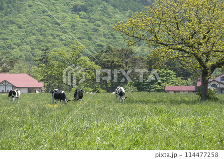 大山 で放牧中の牛たち（大山まきばみるくの里付近） 114477258