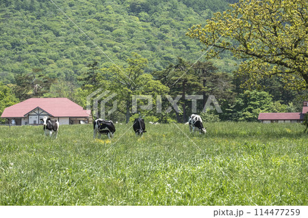 大山 で放牧中の牛たち(大山まきばみるくの里付近) 大山 で放牧中の牛たち(大山まきばみるくの里付近) 114477259