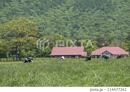 大山 で放牧中の牛たち（大山まきばみるくの里付近） 114477261