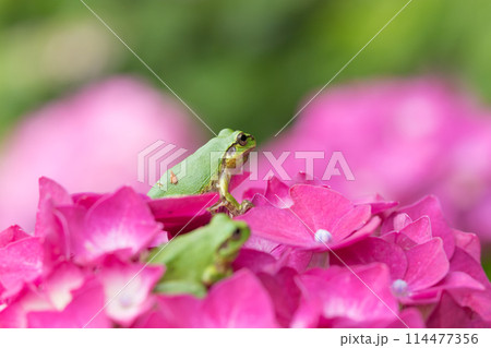 アジサイとカエル 114477356