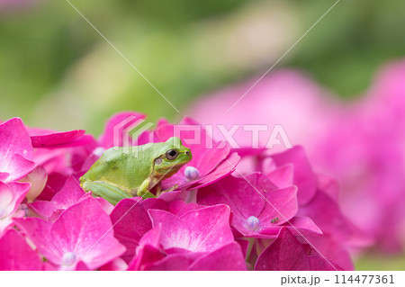 アジサイとカエル 114477361
