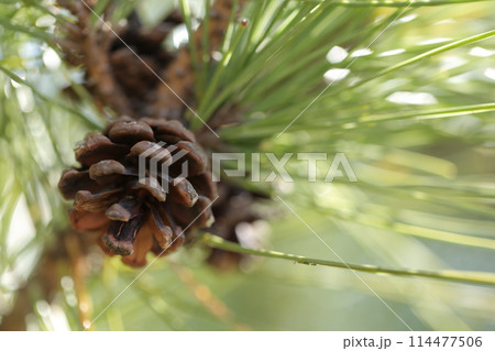 松ぼっくりⅤ 114477506