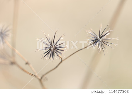 センダングサの種子 114477508