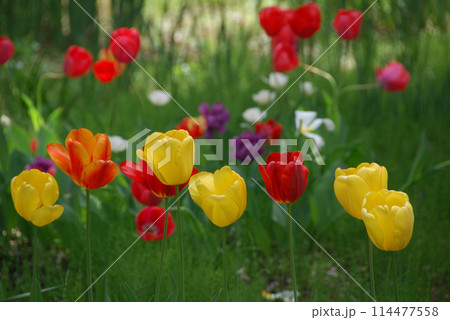 The colorful field of tulips / 多色なチューリップ畑の彩り 114477558