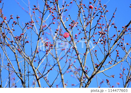 梅の花咲きました　紅梅八重 114477603