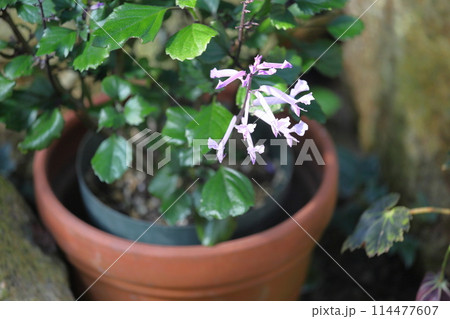 プレクトランサスの花 114477607