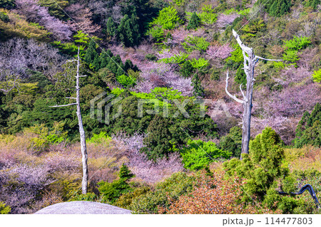 山桜と新緑　太鼓岩から　屋久島国立公園(春 114477803