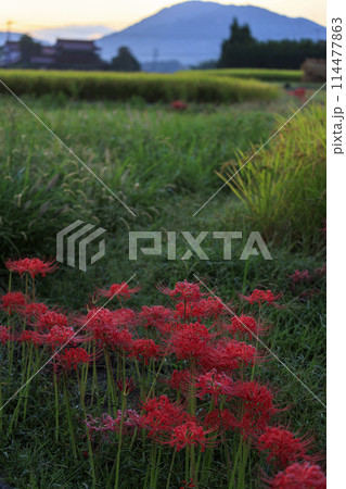 秋の農村の原風景　実った田んぼと彼岸花 114477863