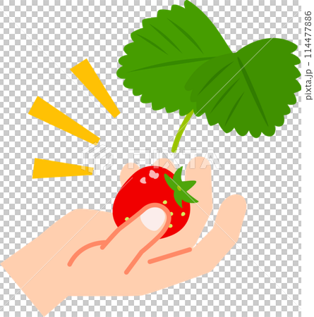 Strawberry fruits picked by hand 114477886
