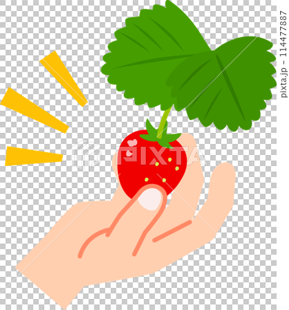 Hands picking strawberries 114477887