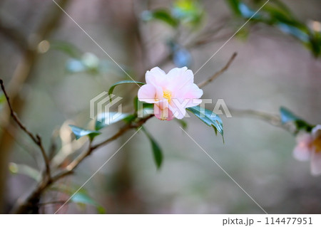 椿の花　数寄屋 114477951