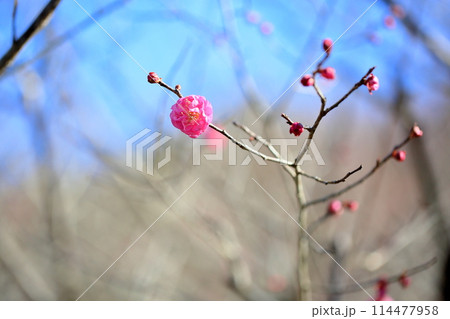 梅の花咲きました 紅梅八重 梅の花咲きました 紅梅八重 114477958