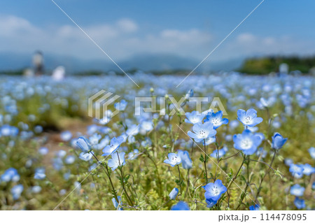 三重県いなべ市 大泉駅付近の畑一面に咲くブルーのネモフィラと散歩する人 三重県いなべ市 大泉駅付近の畑一面に咲くブルーのネモフィラと散歩する人 114478095
