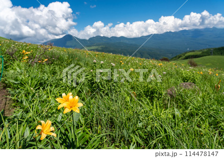 長野県茅野市　夏の車山高原の黄色いニッコウキスゲの花と山並み 114478147