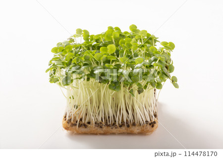 青じそ スプラウト 青じそ スプラウト 114478170
