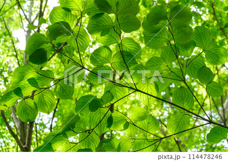 新緑の若葉 新緑の若葉 114478246