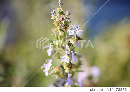 ローズマリーの花 114478278