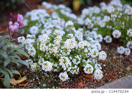 アリッサムの花 114478284