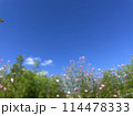 コスモス 114478333