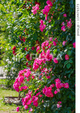 ピンクの可愛い薔薇(アンジェラ)Angela ピンクの可愛い薔薇(アンジェラ)Angela 114478373