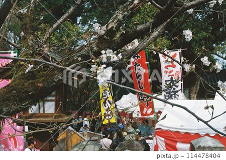 向日神社桜まつり 向日神社桜まつり 114478404