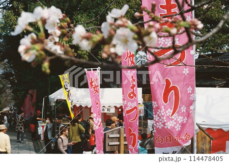 桜まつり開催 114478405