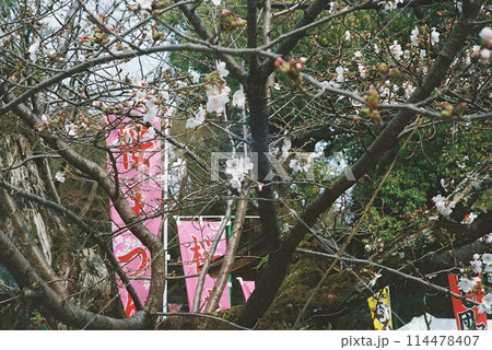 ソメイヨシノ開花 114478407