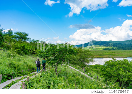 長野県下諏訪町　夏の八島ヶ原湿原をトレッキングする人 114478447