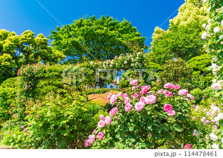 (神奈川県)満開のバラが美しい・港の見える丘公園 (神奈川県)満開のバラが美しい・港の見える丘公園 114478461