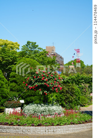 (神奈川県)満開のバラが美しい・港の見える丘公園 (神奈川県)満開のバラが美しい・港の見える丘公園 114478469