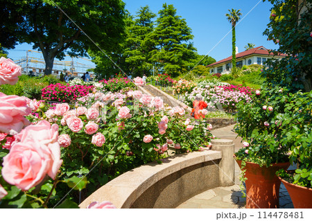 （神奈川県）満開のバラが美しい・港の見える丘公園 114478481