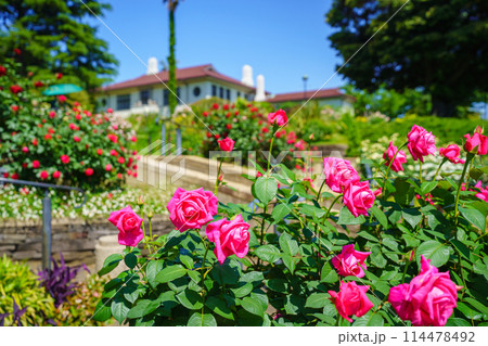 (神奈川県)満開のバラが美しい・港の見える丘公園 (神奈川県)満開のバラが美しい・港の見える丘公園 114478492