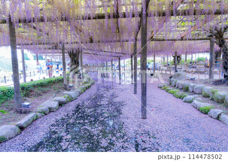 愛知県津島市　天王川公園の藤棚と花筏 114478502